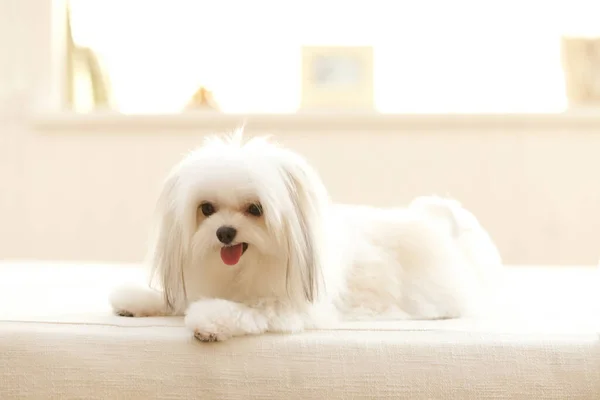 Λευκό Shih Tzu Σκυλί Στον Καναπέ Στο Σπίτι — Φωτογραφία Αρχείου