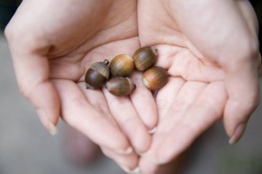 Elinde beş meşe palamudu tutan bir kadın.