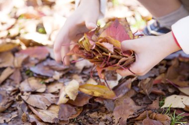 Parkta sonbahar yapraklarını tutan çocuk elleri 