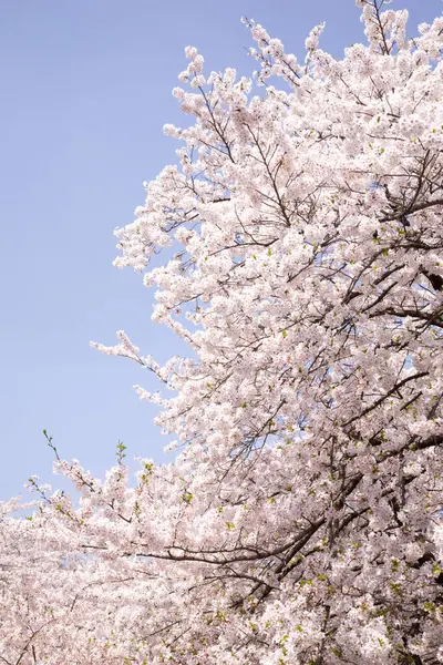 Fehér Cseresznyevirág Tavasszal — Stock Fotó