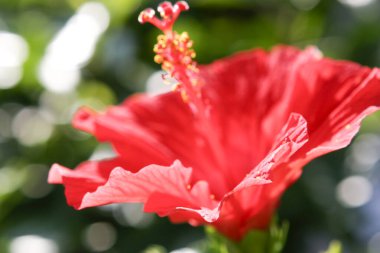 Kırmızı amber çiçeği yaklaş..