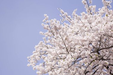 İlkbaharda güzel çiçek açan kiraz ağacı