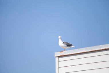 Martı mavi gökyüzüne karşı beyaz bir binada oturuyor.