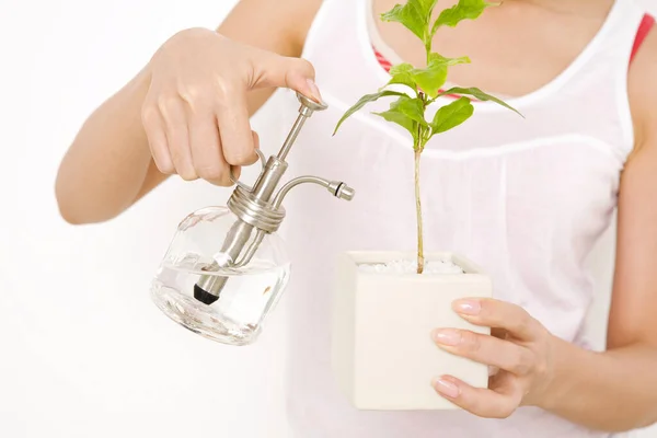 Young Woman Watering Plant Can Water Hands Isolated White Background — Stock Photo, Image