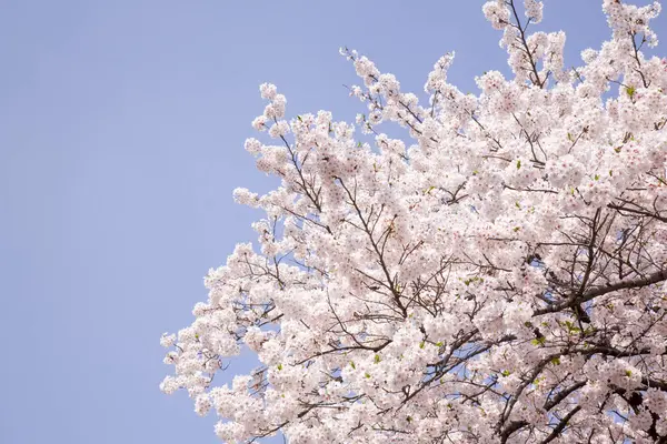 Gyönyörű Virágzó Cseresznyefa Tavasszal — Stock Fotó