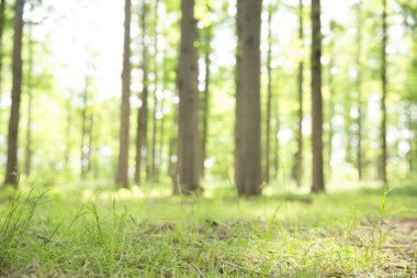 Güneşli bir günde parkta yeşil ağaçlar