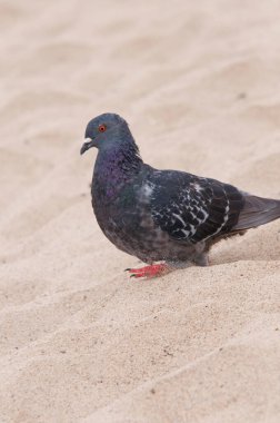 Kumsaldaki gri güvercin, yaklaş.