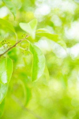 Bahçede yeşil ağaç yaprakları.