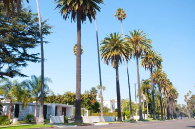 ABD 'deki evlerin önündeki palmiye ağaçları