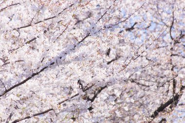 Sakura ağaçlarının çiçekli dallarına yakın çekim 