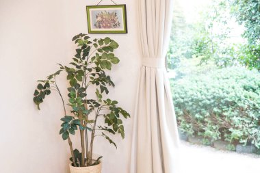 Pencerenin yanında yeşil saksı bitkisi olan modern evin iç tasarımı