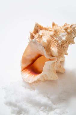 Beyaz arkaplanda deniz kabuğu, kapat