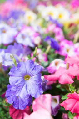 Bahçedeki güzel çiçekler