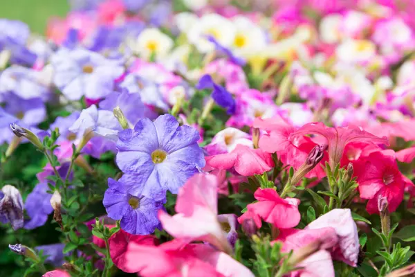 Barevné Květiny Zahradě — Stock fotografie