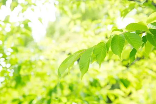 Groene Bomen Het Zomerpark Bloemen Achtergrond — Stockfoto