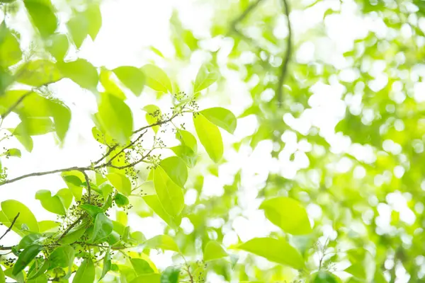 Grüne Blätter Hintergrund Garten Natur Hintergrund — Stockfoto