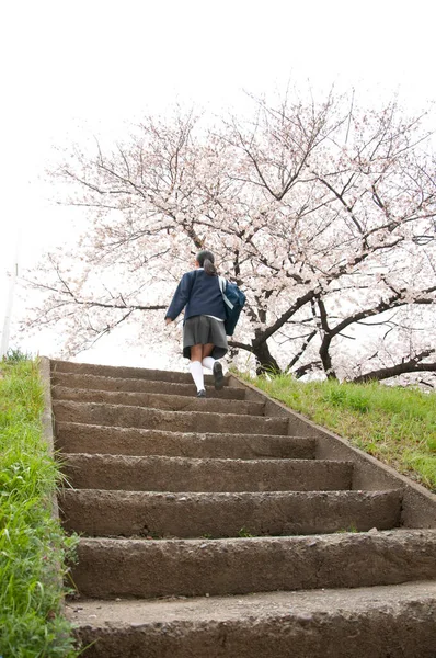 Parkta güzel Asyalı kadın çiçek açan kiraz ağaçlarıyla