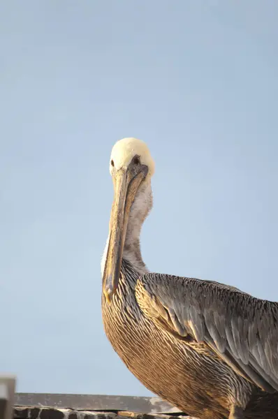 View Pelican Sea — Stock Photo, Image