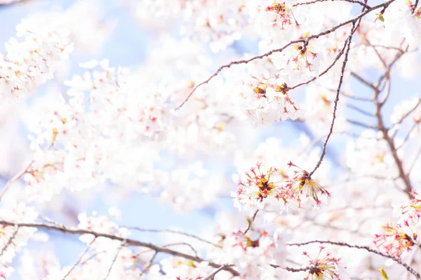 Nahaufnahme Von Sakura Ästen Mit Blumen — Stockfoto