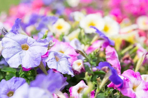Barevné Jarní Květiny Zblízka — Stock fotografie