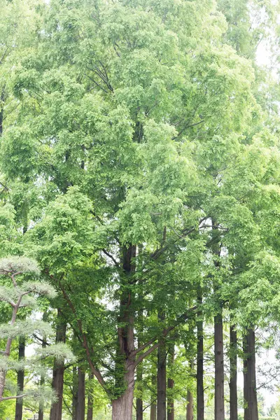 Zöld Fák Nyári Parkban Virágos Háttér — Stock Fotó
