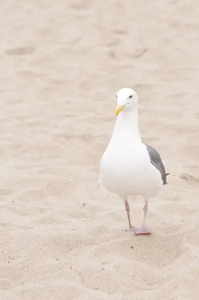 Seagull Walking Sandy Beach — Stock Photo, Image