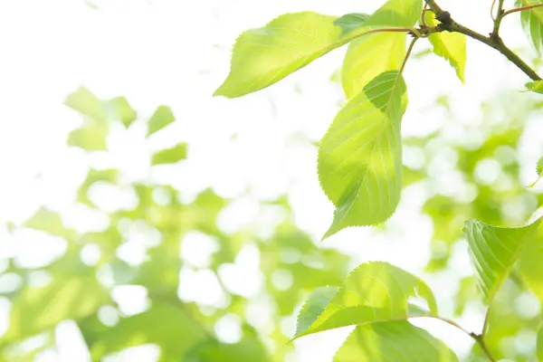 Grüne Bäume Sommerpark Floraler Hintergrund — Stockfoto