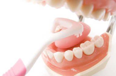 Beyaz arka planda diş fırçası ile diş modeli