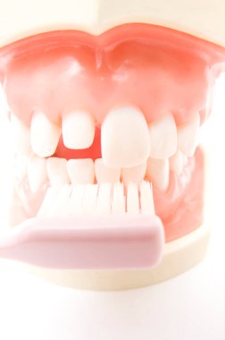 Beyaz arka planda diş fırçası ile diş modeli