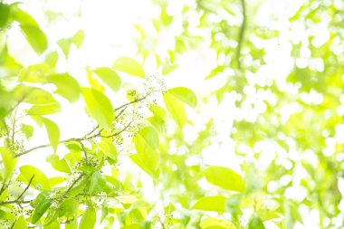 yeşil yapraklar arka plan, doğal soyut arkaplan