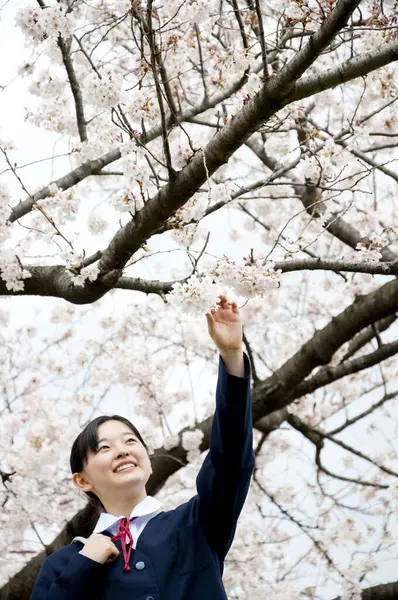 Beautiful Asian Woman Park Blooming Cherry Trees — Stock Photo, Image