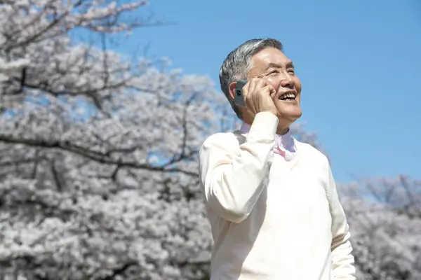 Senior Japanese Man Using Smartphone Walking Park Blossoming Trees — Stock Photo, Image