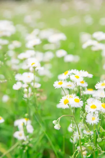 Bílé Květy Sedmikrásky Louce — Stock fotografie