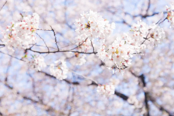 Szoros Sakura Faágak Virágokkal — Stock Fotó