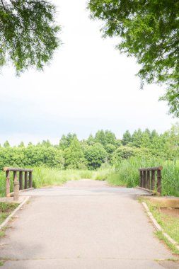 Yeşil parklı boş yürüyüş yolu 