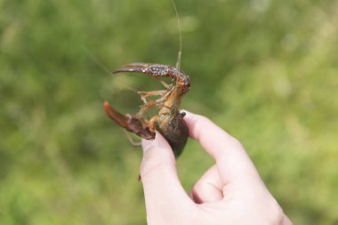 Yakın çekim - kerevit tutan bir dişinin elleri