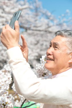 Çiçek açan ağaçlarla parkta yürürken akıllı telefon kullanan kıdemli bir Japon. 