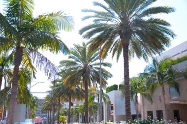 Beverly Hills, ABD 'nin güzel şehir manzarası