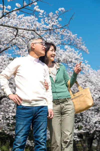 Vackra Asiatiska Mogna Par Kärlek Poserar Mot Blommande Körsbärsträd — Stockfoto