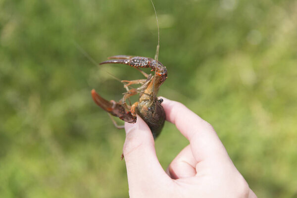 крупным планом - женские руки, держащие раков