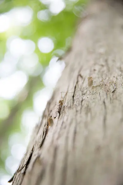 Close Tree Trunk Blurred Background — Stock Photo, Image