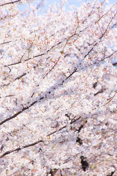 Closeup Ramos Árvore Sakura Com Flores — Fotografia de Stock