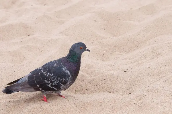 해변에서 비둘기 — 스톡 사진