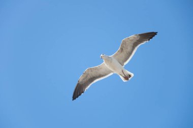 Mavi gökyüzünde uçan beyaz martı