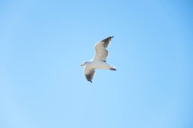 Mavi gökyüzünde uçan beyaz martı 