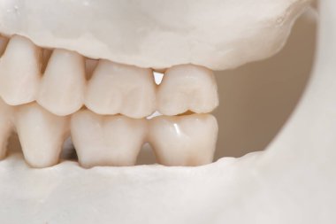 İnsan dişlerini ve kafatasını kapatın.