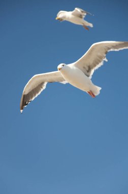 Mavi gökyüzünde uçan martılar