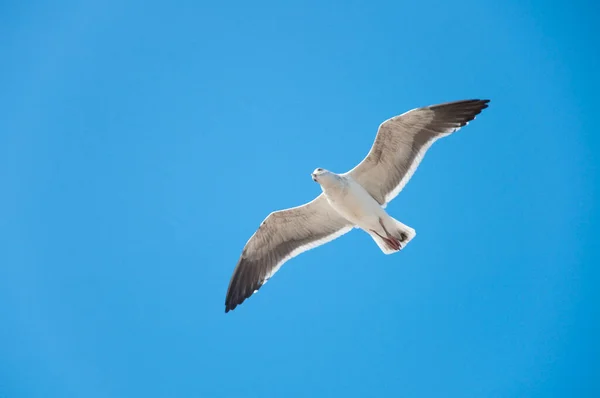 在蓝天中飞翔的白鸥 — 图库照片