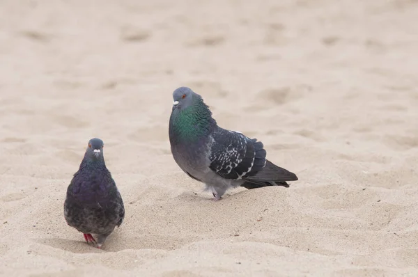 해변에서 마리의 비둘기 — 스톡 사진