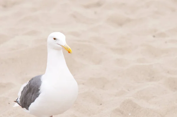 해변에 Seagull — 스톡 사진